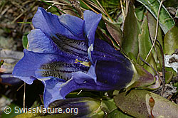 Gentiana acualis (21.05.2022, C223042) Gentiana acualis (21.05.2022, C223042)