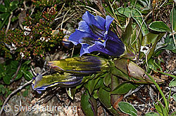 Gentiana acualis (C223043) Gentiana acualis (C223043)