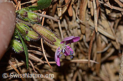 Rotes Seifenkraut (Saponaria ocymoides) (C223053) Rotes Seifenkraut (Saponaria ocymoides) (C223053)
