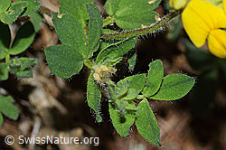 Lotus alpinus (C223056)