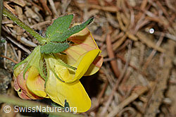 Lotus alpinus (C223059)