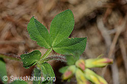 Lotus alpinus (C223060)