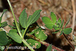 Lotus alpinus (C223061)