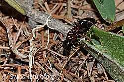 Camponotus ligniperda (C223064)