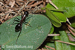 Camponotus ligniperda (C223067)