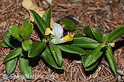 Buchsblättrige Kreuzblume (Polygala Chamaebuxus) (21.05.2022, C223071)