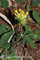 Alpen-Wundklee (Anthyllis vulneraria ssp. alpestris) (C223088)