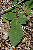 Alpen-Wundklee (Anthyllis vulneraria ssp. alpestris) (C223090)