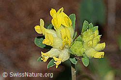 Alpen-Wundklee (Anthyllis vulneraria ssp. alpestris) (C223091)