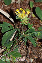 Alpen-Wundklee (Anthyllis vulneraria ssp. alpestris) (C223093)