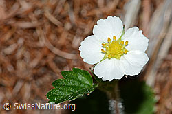 Wald-Erdbeere (Fragaria vesca) (21.05.2022, C223100)