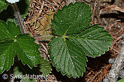 Fragaria vesca (C223101)