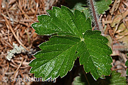 Fragaria vesca (C223102)