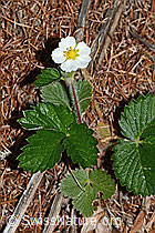 Fragaria vesca (C223104)