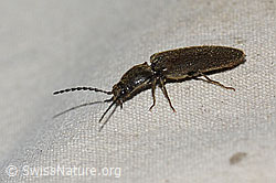 Schwarzer Zwerg-Schnellkäfer (Limonius minutus) (21.05.2022, C223128)