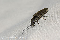 Photo: Limonius minutus