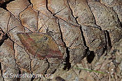 Foto: Kreuzblumen-Bunteulchen (Phytometra viridaria)