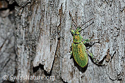 Gebirgs-Blattrüssler (Phyllobius arborator) (21.05.2022, C223156)