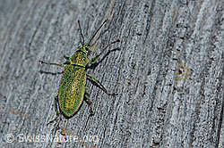 Photo: Phyllobius arborator