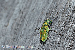 Gebirgs-Blattrüssler (Phyllobius arborator) (21.05.2022, C223158)