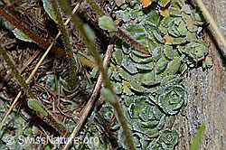 Trauben-Steinbrech (Saxifraga paniculata) (21.05.2022, C223168)