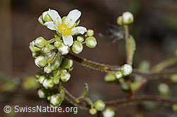 Trauben-Steinbrech (Saxifraga paniculata) (21.05.2022, C223169)