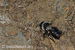 Graue Sandbiene (Andrena cineraria) (C223177)