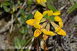 Lotus corniculatus (C225078)