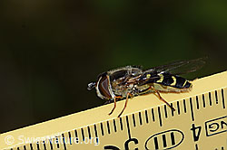 Frühe Grossstirnschwebfliege (Scaeva selenitica) (C225081) Frühe Grossstirnschwebfliege (Scaeva selenitica) (C225081)