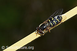 Frühe Grossstirnschwebfliege (Scaeva selenitica) (C225083) Frühe Grossstirnschwebfliege (Scaeva selenitica) (C225083)