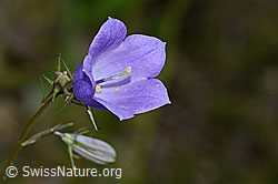 Rautenblättrige Glockenblume (Campanula rhomboidalis) (C225086) Rautenblättrige Glockenblume (Campanula rhomboidalis) (C225086)