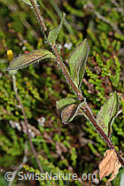 Rautenblättrige Glockenblume (Campanula rhomboidalis) (C225088) Rautenblättrige Glockenblume (Campanula rhomboidalis) (C225088)