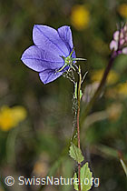 Rautenblättrige Glockenblume (Campanula rhomboidalis) (C225089) Rautenblättrige Glockenblume (Campanula rhomboidalis) (C225089)