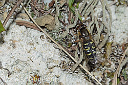 Frühe Grossstirnschwebfliege (Scaeva selenitica) (C225092) Frühe Grossstirnschwebfliege (Scaeva selenitica) (C225092)