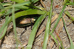 Kupferfarbener Buntgrabläufer (Poecilus cupreus) (C225104) Kupferfarbener Buntgrabläufer (Poecilus cupreus) (C225104)