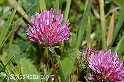 Rot-Klee (Trifolium pratense) (C225117)