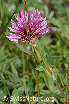 Rot-Klee (Trifolium pratense) (C225118)