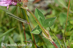 Rot-Klee (Trifolium pratense) (C225119)