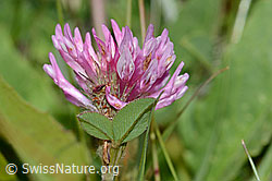 Rot-Klee (Trifolium pratense) (C225121)