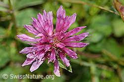 Rot-Klee (Trifolium pratense) (C225123)