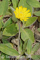 Langhaariges Habichtskraut (Hieracium pilosella) (C225130) Langhaariges Habichtskraut (Hieracium pilosella) (C225130)