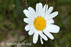 Leucanthemum vulgare (C225169)