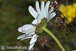 Leucanthemum vulgare (C225173)