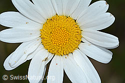 Leucanthemum vulgare (C225174)
