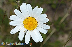 Leucanthemum vulgare (C225175)