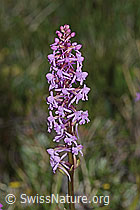 Gymnadenia conopsea (C225201)