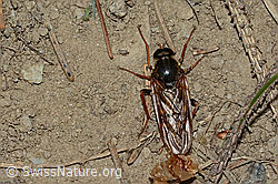 Coenomyia ferruginea (Stinkfliege) (C225206) Coenomyia ferruginea (Stinkfliege) (C225206)