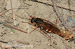 Coenomyia ferruginea (Stinkfliege) (C225210) Coenomyia ferruginea (Stinkfliege) (C225210)