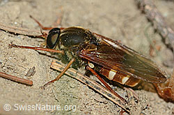 Coenomyia ferruginea (Stinkfliege) (C225216) Coenomyia ferruginea (Stinkfliege) (C225216)