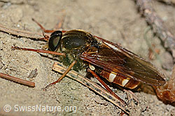 Coenomyia ferruginea (Stinkfliege) (C225217) Coenomyia ferruginea (Stinkfliege) (C225217)